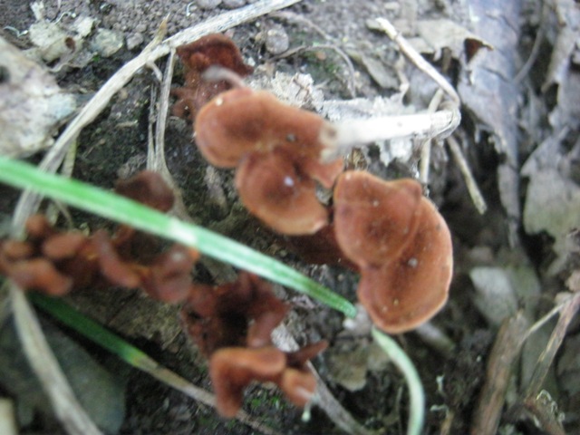 fungo da identificare 3